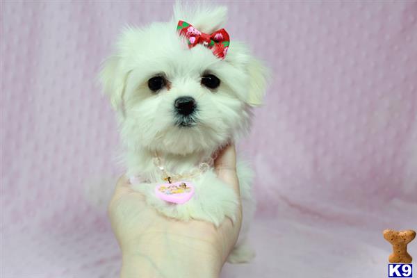 lvpuppyheaven Picture 1